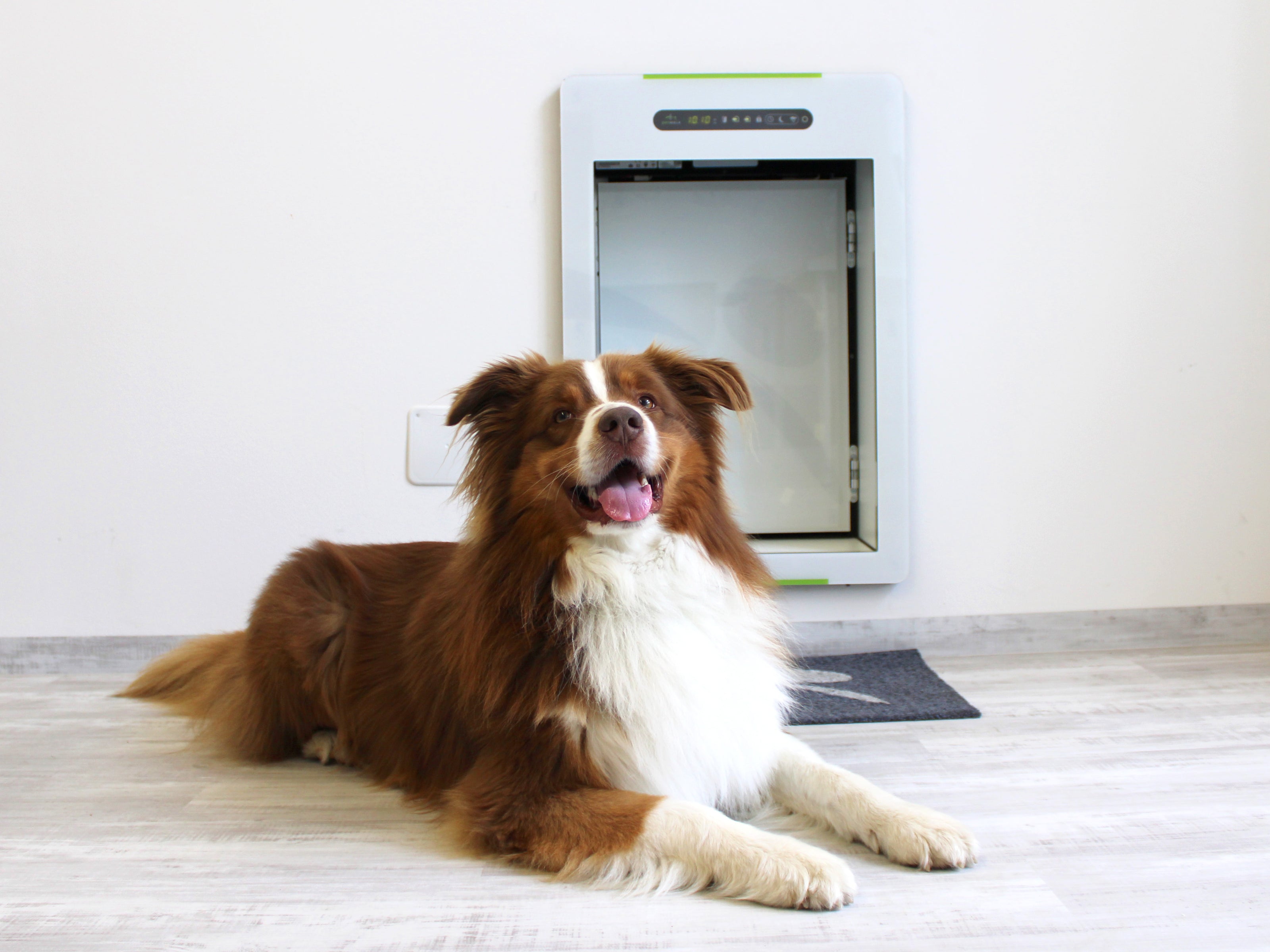 Foto von Bürohund Eddy während er gerade vor einer petWALK Tiertüre in Large in eine Wand eingebaut sitzt.