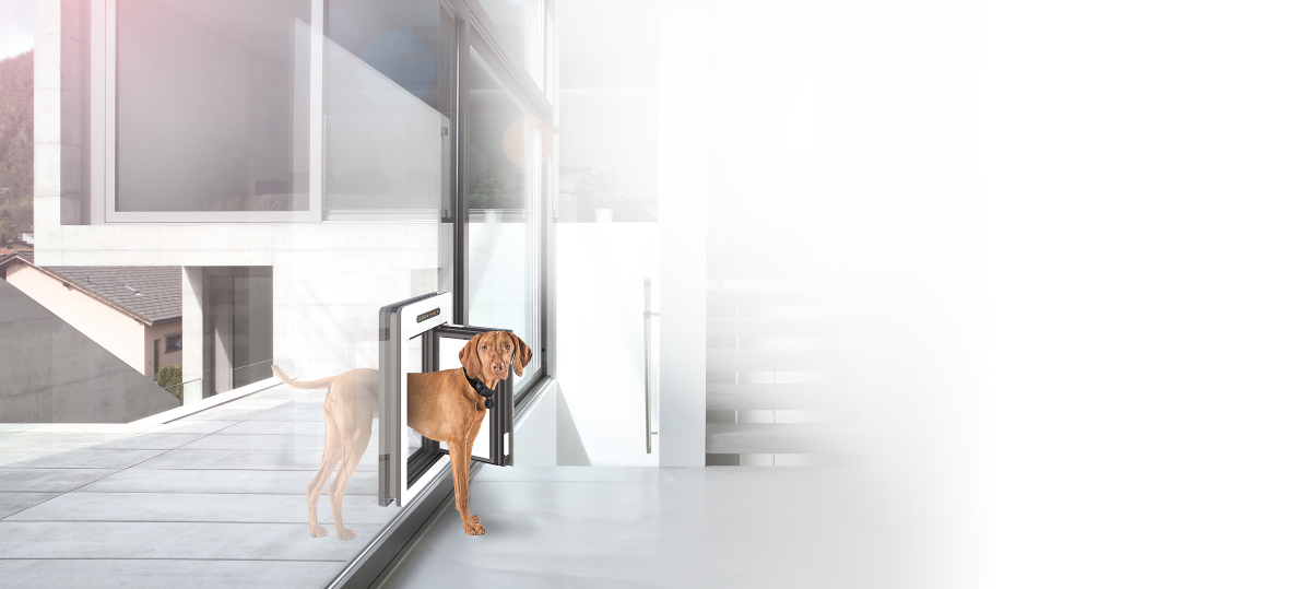 Hund der mittels RFID-Technologie durch die petWALK Tiertür geht, die in einer Glaswand verbaut ist.