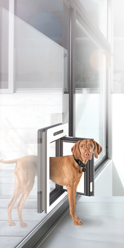 Hund der mittels RFID-Technologie durch die petWALK Tiertür geht, die in einer Glaswand verbaut ist.