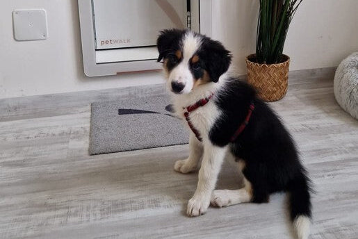 Foto von Bürohund Timmy während er gerade vor einer petWALK Tiertüre in Large in eine Wand eingebaut sitzt.