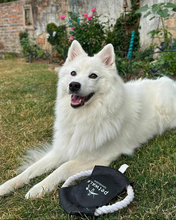Disque à lancer pour chien petWALK