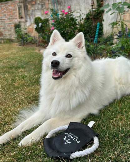 Disque à lancer pour chien petWALK