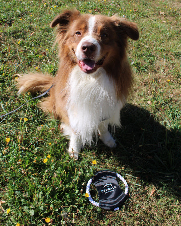 Disque à lancer pour chien petWALK